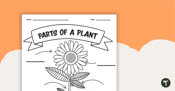 Go to Parts of A Plant Worksheet teaching resource