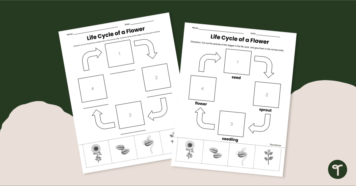Life Cycle of a Flower Worksheet teaching resource