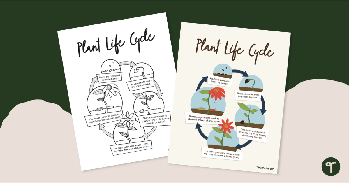 Plant Life Cycle Poster - Life Cycle of a Flower teaching resource