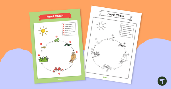 Food Chain - Poster teaching resource