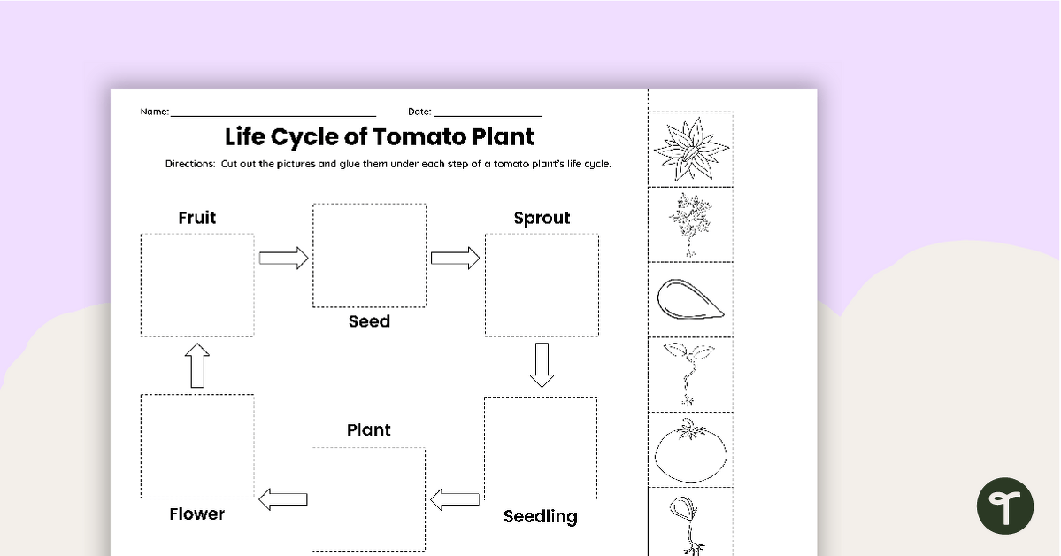 Tomato Plant Life Cycle - Cut and Paste Worksheet teaching resource