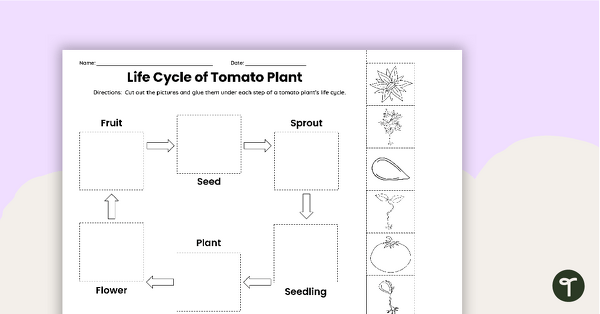 Go to Tomato Plant Life Cycle - Cut and Paste Worksheet teaching resource