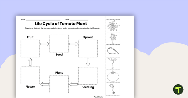 Tomato Plant Life Cycle - Cut and Paste Worksheet | Teach Starter