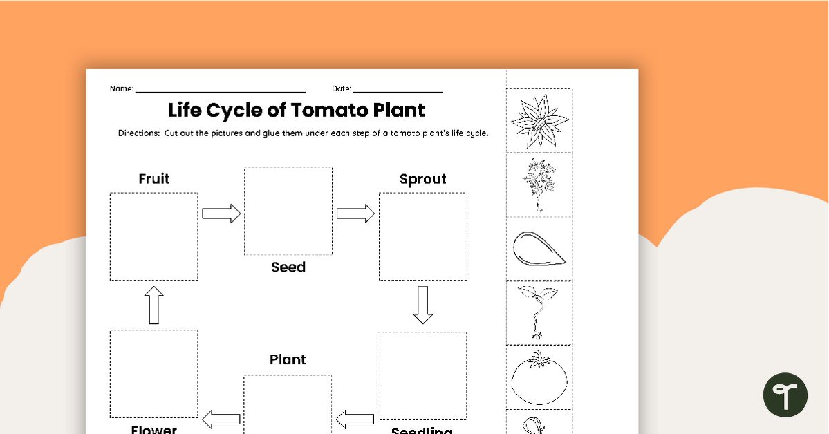 Tomato Plant Life Cycle - Cut and Paste Worksheet teaching resource
