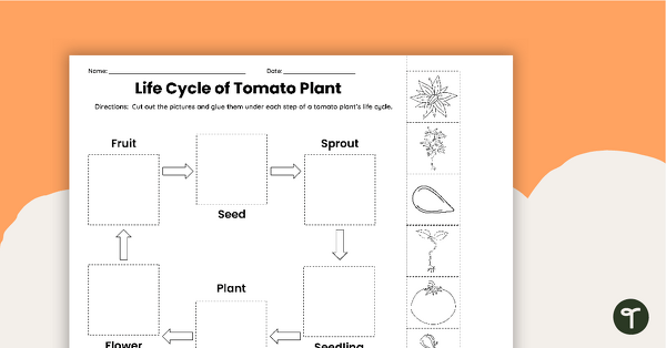 Go to Tomato Plant Life Cycle - Cut and Paste Worksheet teaching resource