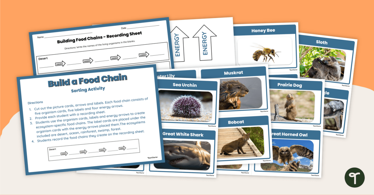 Build a Food Chain - Sorting Activity teaching resource