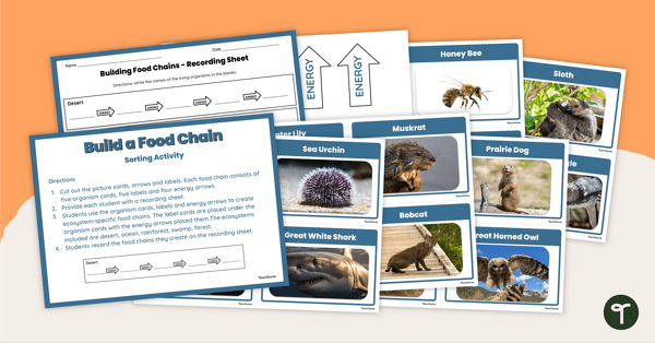 Go to Build a Food Chain - Sorting Activity teaching resource