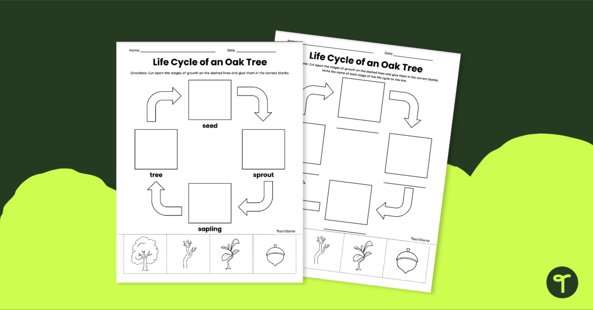 Life Cycle of an Oak Tree Worksheet teaching resource
