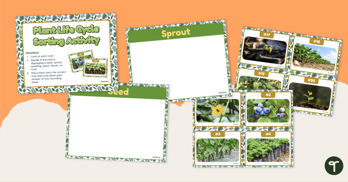 Plant Life Cycle Sorting Activity teaching resource