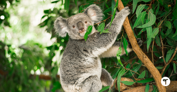 Go to 20 Fun Koala Facts for Kids to Spark Classroom Conversation blog