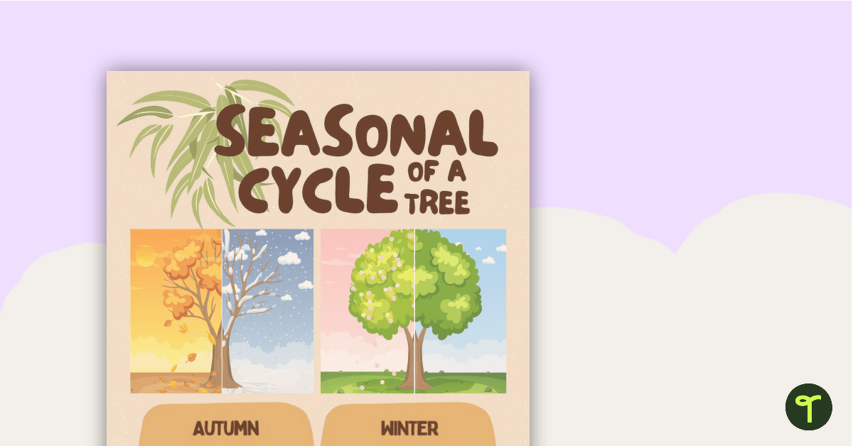 Seasonal Cycle of a Tree Poster teaching resource