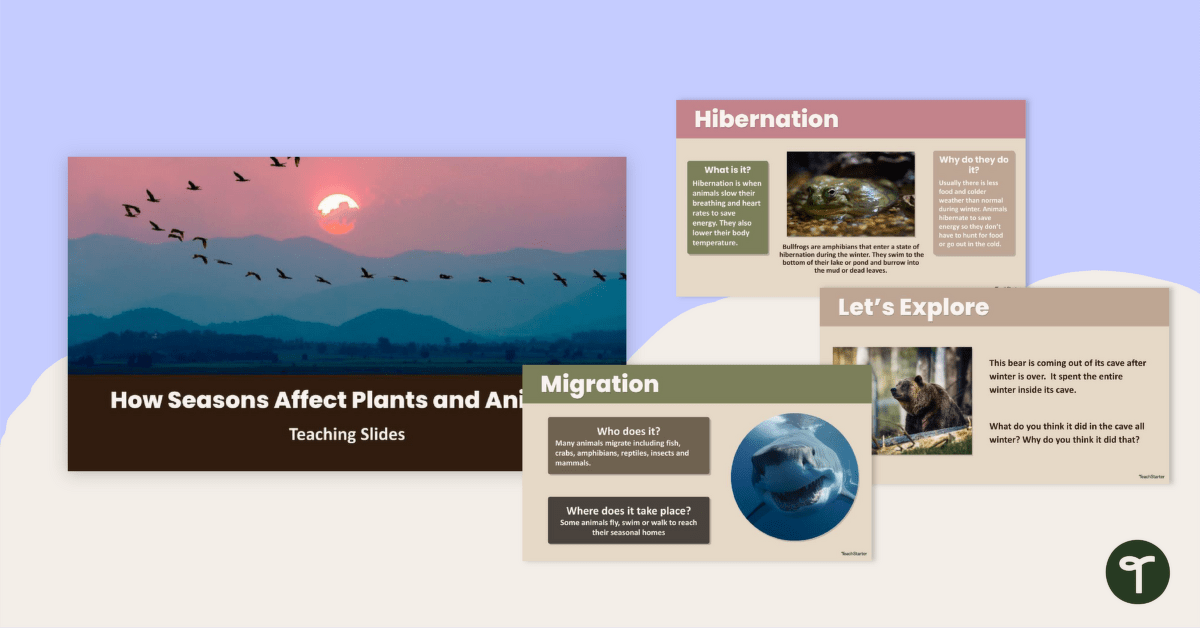 How Seasons Affect Plants and Animals Teaching Slides teaching resource