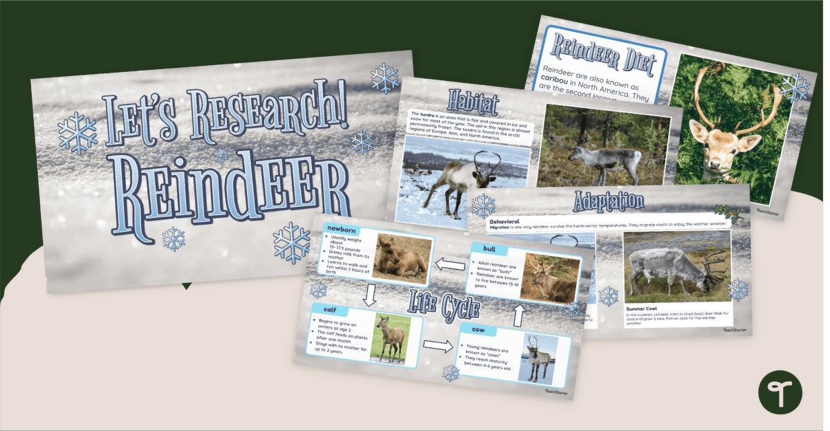 Let's Research! Reindeer Facts for Lower KS2 – PowerPoint teaching resource