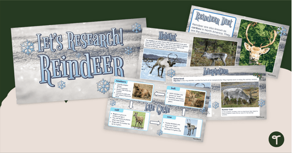 Go to Let's Research! Reindeer Facts for Lower KS2 – PowerPoint teaching resource