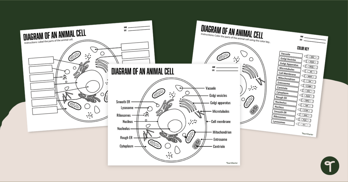 An example of an animal cell drawing 2 | Download Scientific Diagram-saigonsouth.com.vn