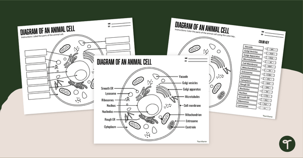 Go to Diagram of an Animal Cell Worksheets teaching resource