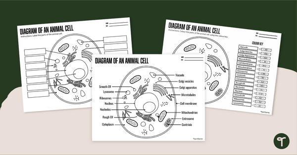 Image of Animal Cell Diagram Worksheets