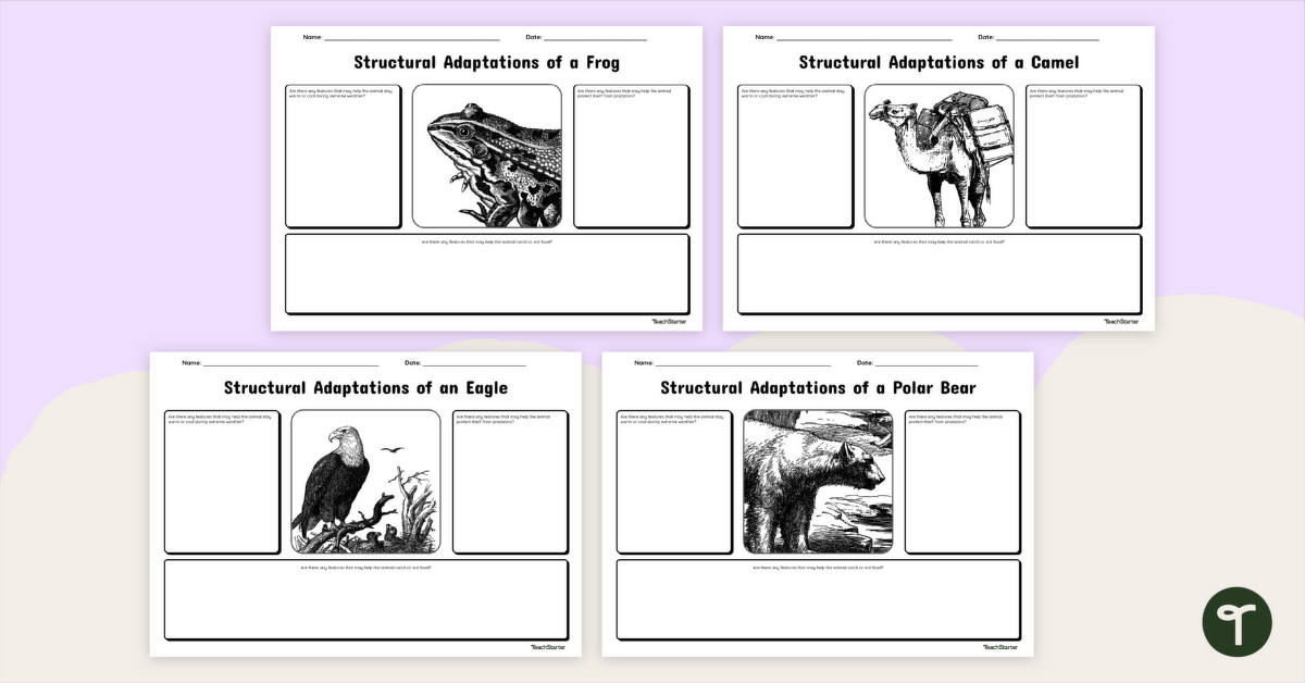 Structural Adaptations Worksheets teaching resource