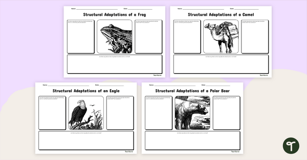 Go to Structural Adaptations Worksheets teaching resource