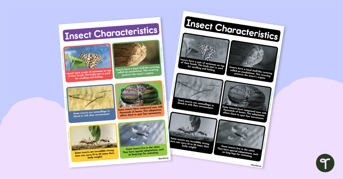 Facts About Insects Poster teaching resource