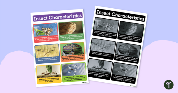Go to Facts About Insects Poster teaching resource