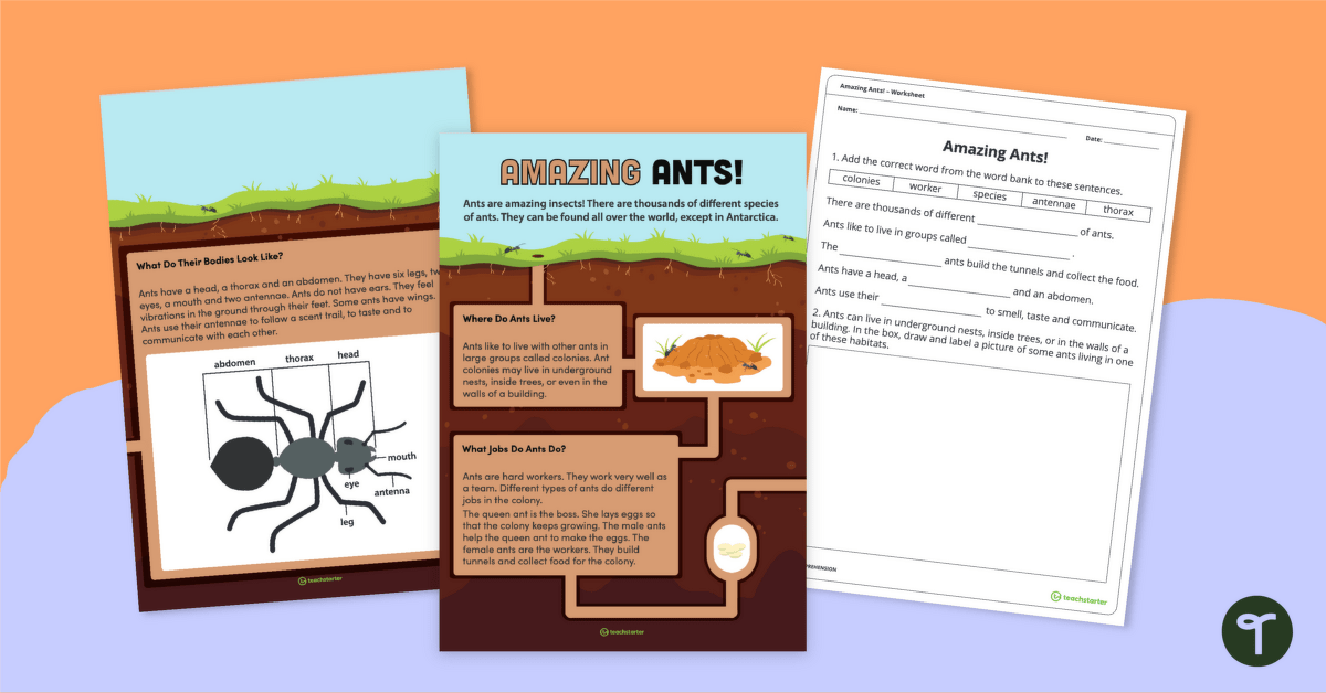 Amazing Ants! – Comprehension Worksheet Year 1-2 teaching resource