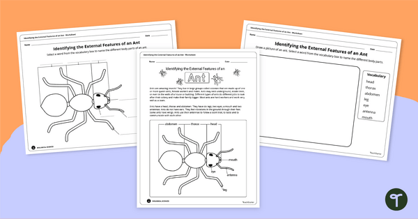 Go to Parts of an Ant - Labeling Activity teaching resource