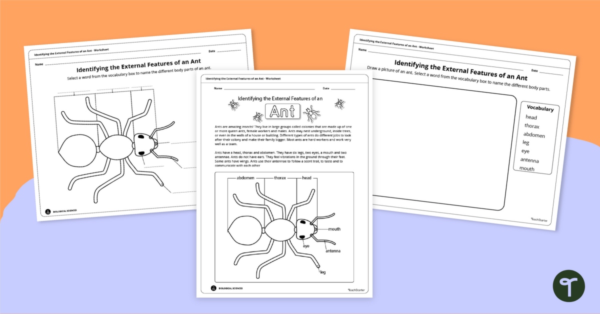 Label the Ant Diagram Worksheet Pack teaching resource