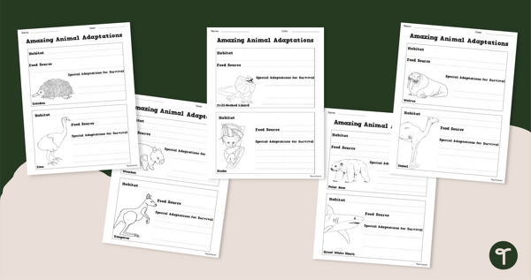 Go to Amazing Animals With Adaptations - Worksheets teaching resource