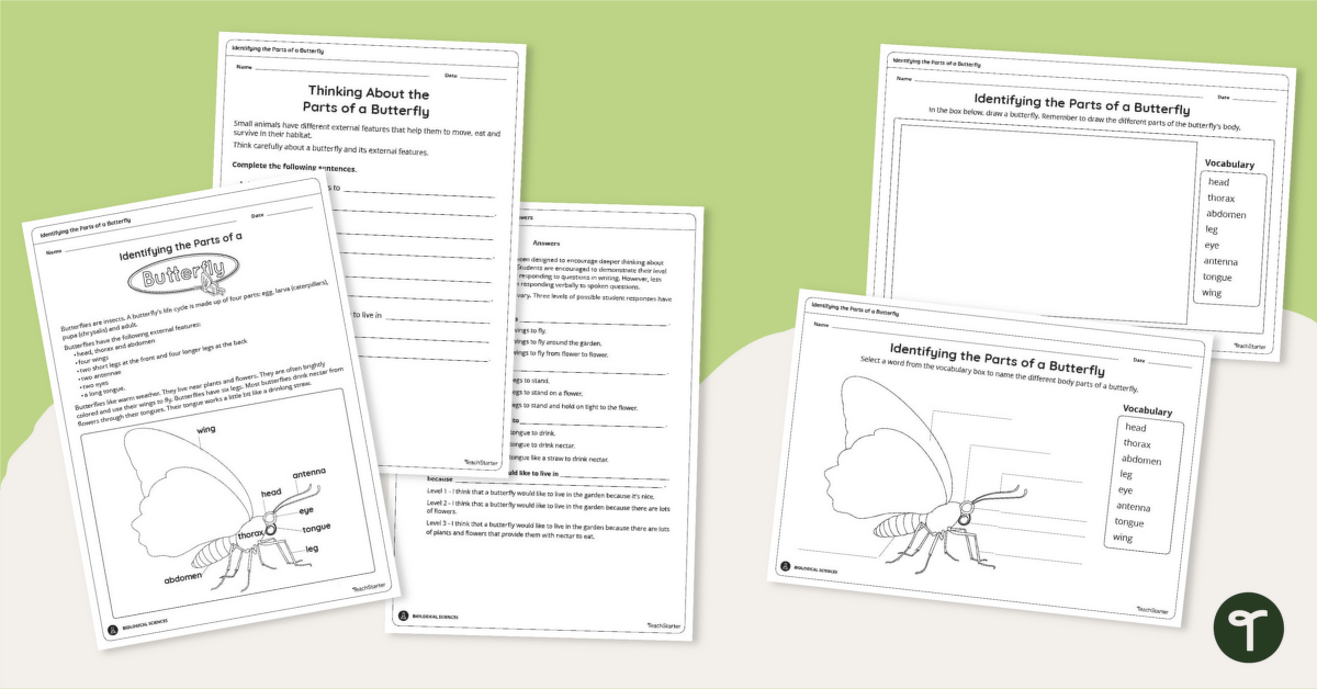 Identifying the Parts of a Butterfly Worksheet Pack teaching resource
