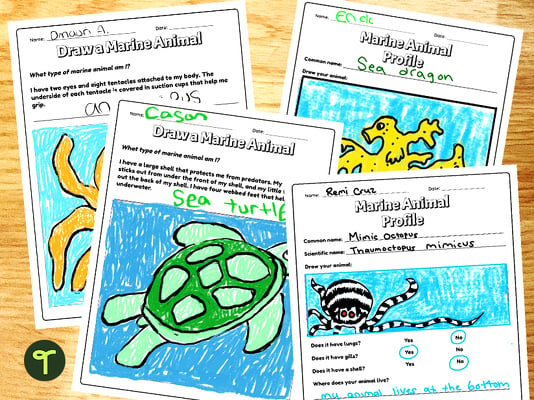 Ocean Animal Research Activity Sheets teaching resource