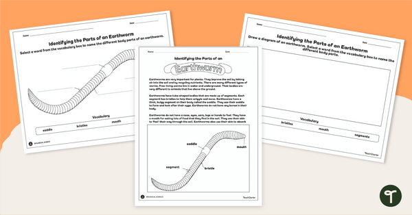 Go to Identifying the Parts an Earthworm Worksheet teaching resource