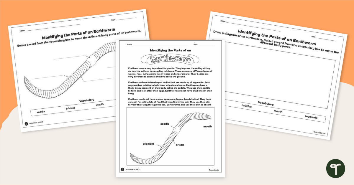 Diagram of an Earthworm Worksheet Pack
