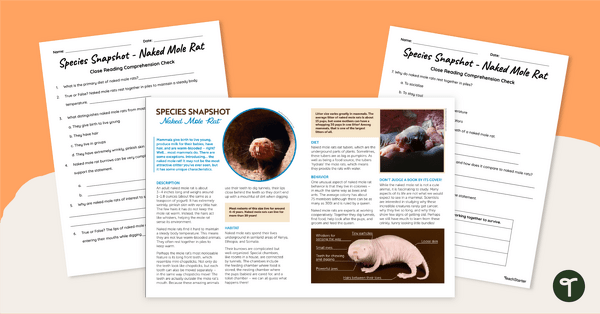 Go to Naked Mole Rats – Comprehension Worksheet teaching resource