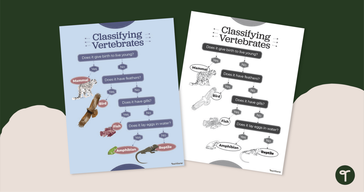 Classifying Vertebrates Flow Chart Poster teaching resource