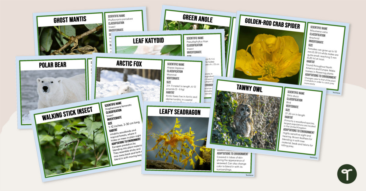 Animals that Use Camouflage - Fact File Cards teaching resource