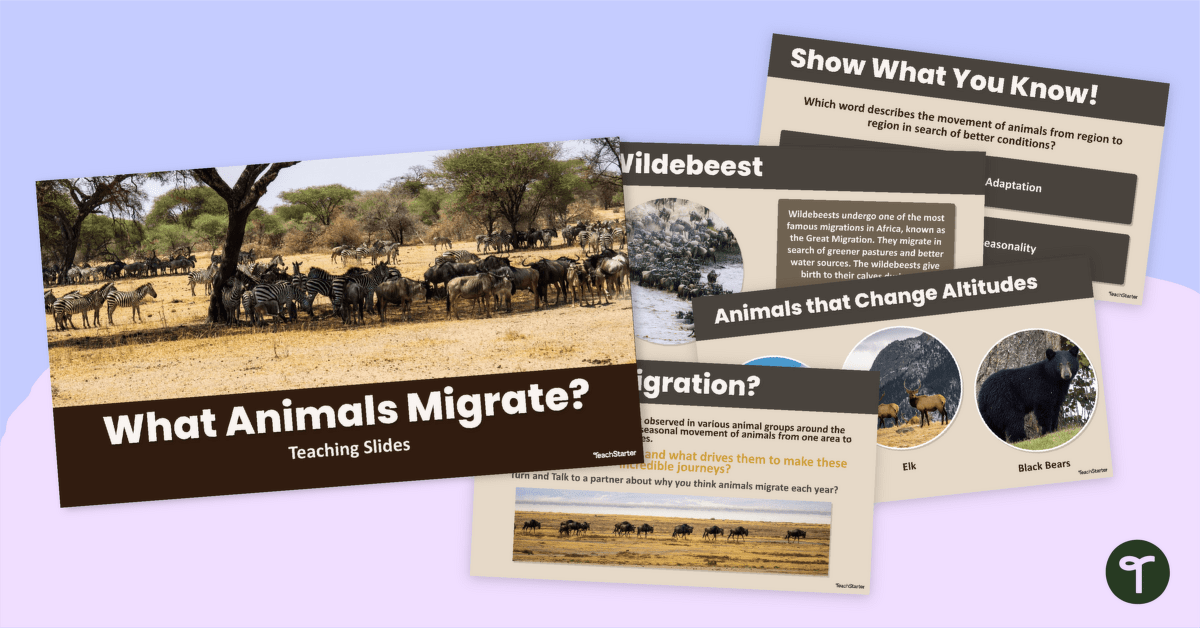 What Animals Migrate? Teaching Slide Deck teaching resource