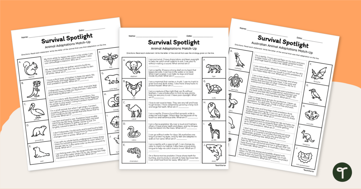 Survival Spotlight - Physical Adaptations Animal Riddle Worksheets teaching resource