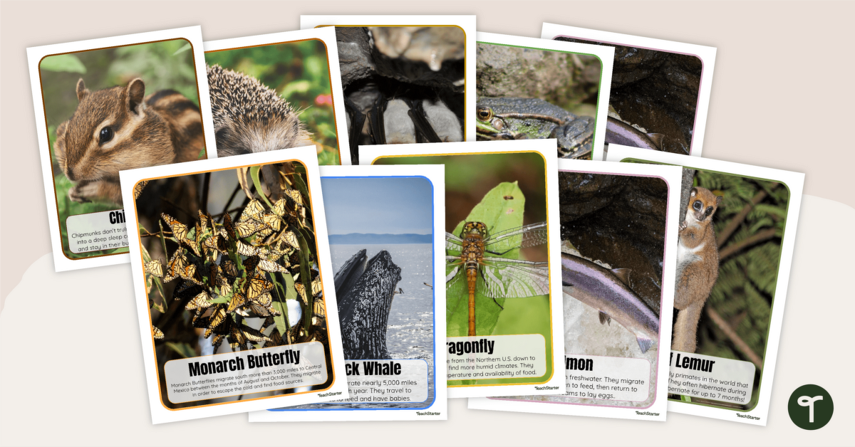 Animals that Hibernate & Migrate Picture Posters teaching resource