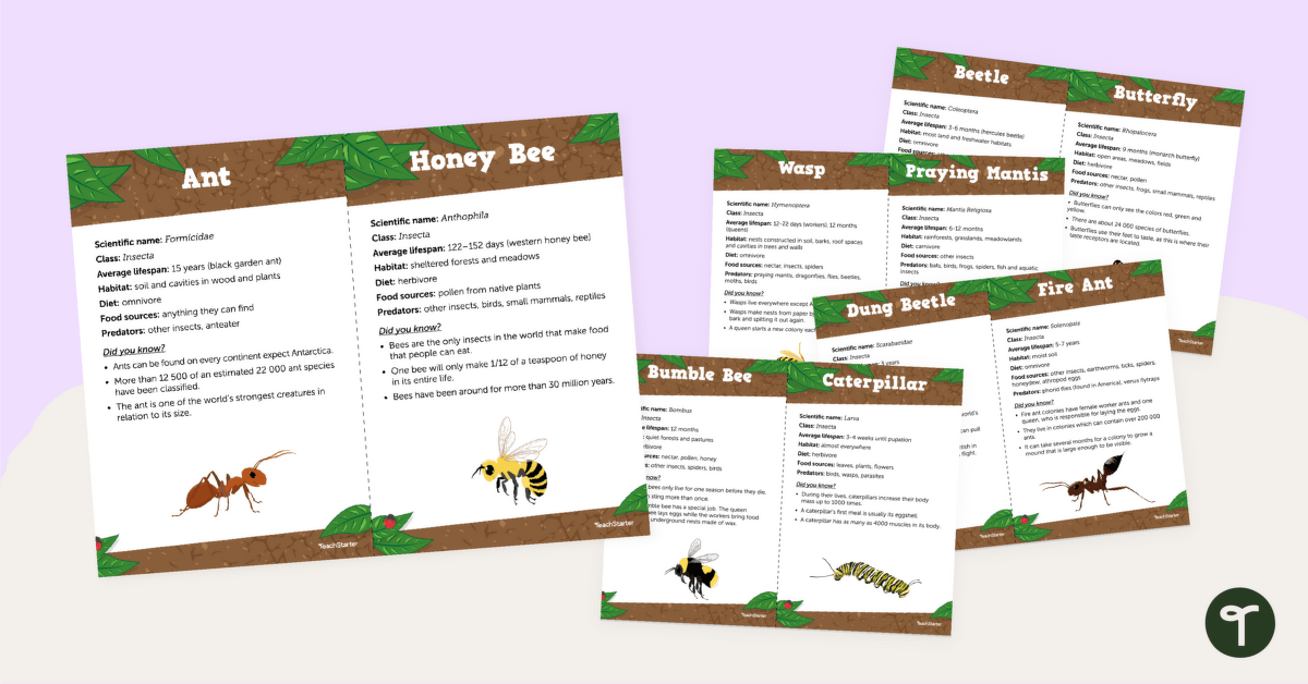 Types of Insects - Minibeast Fact Cards teaching resource
