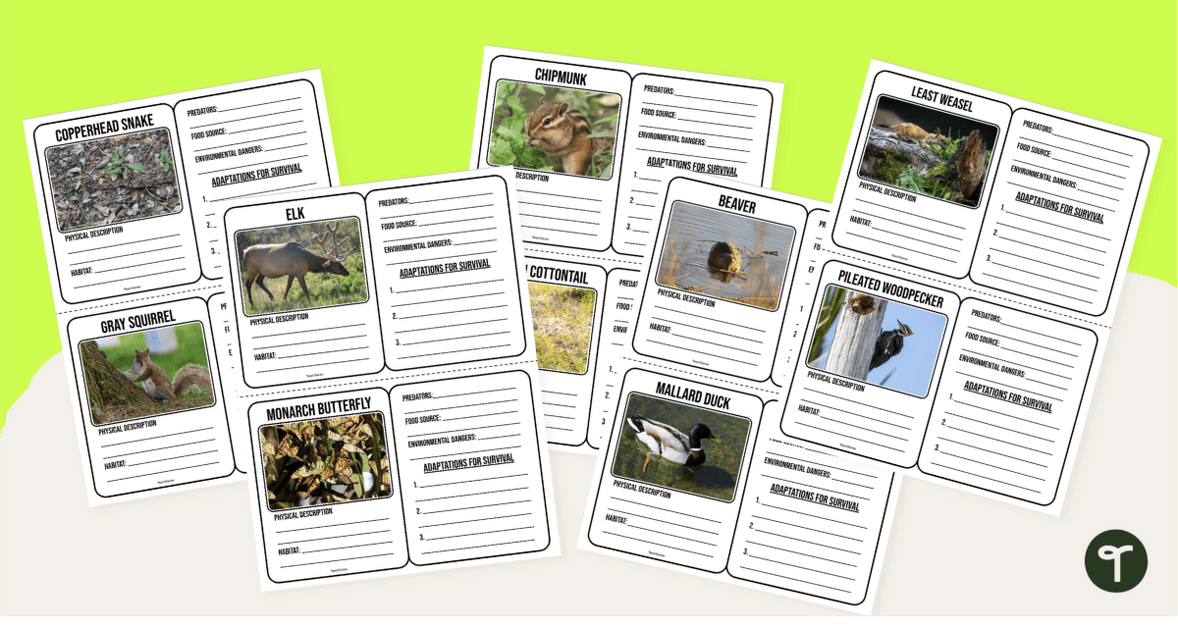 Forest Animal Adaptations Trading Cards teaching resource