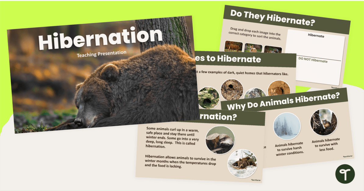 What Animals Hibernate? Instructional Teaching Slides teaching resource