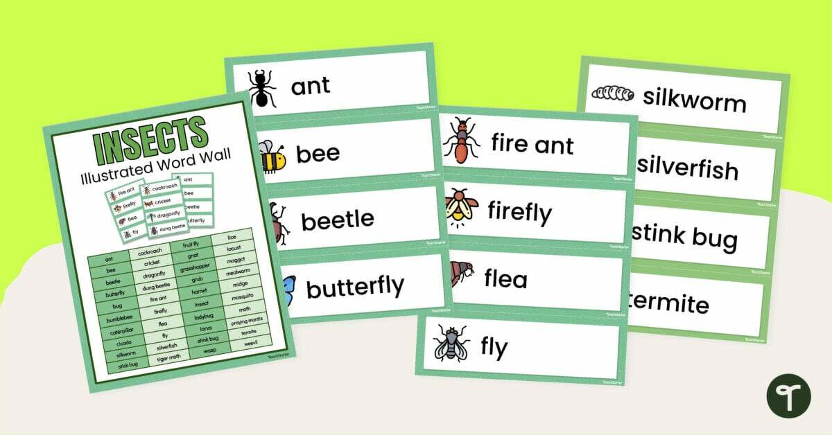 Insect Word Wall - Insect Names and Pictures teaching resource