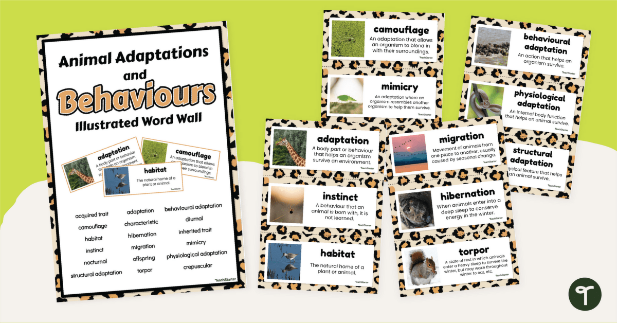 Animal Adaptations Vocabulary Display teaching resource