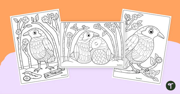 Go to Bowerbird Colouring Sheets teaching resource