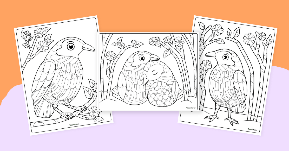 Bowerbird Coloring Sheets teaching resource