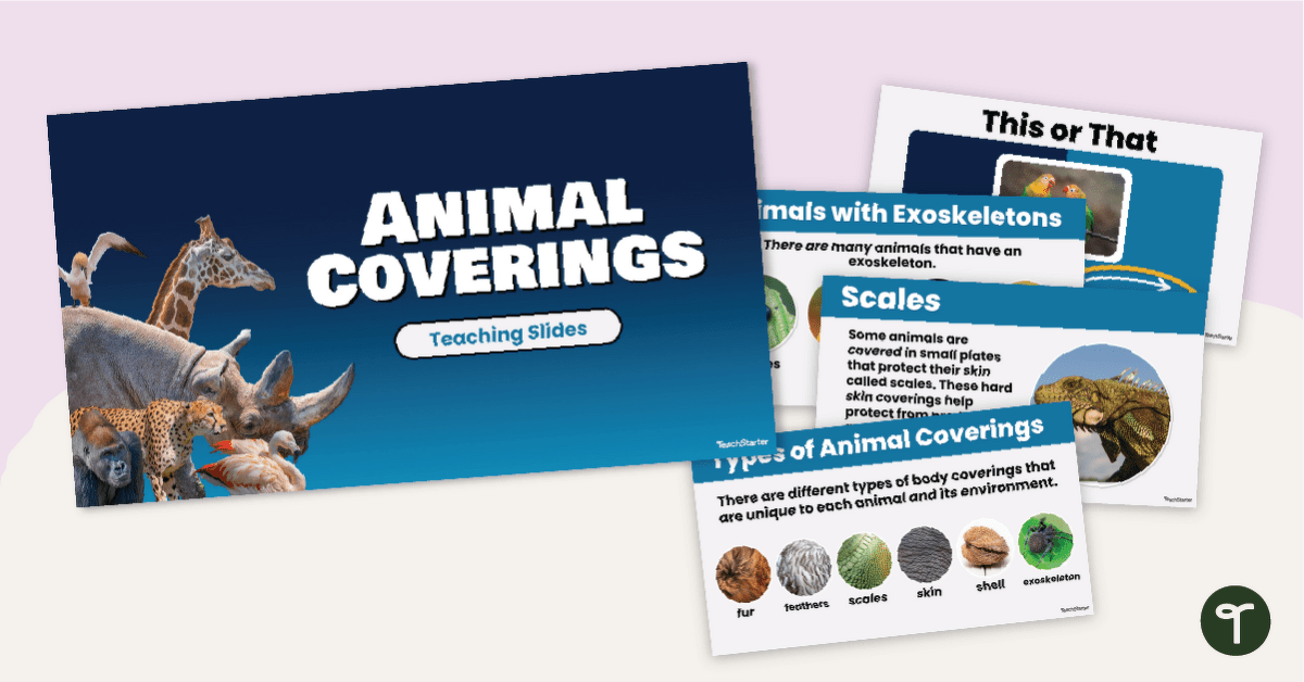 Animal Coverings Teaching Slides teaching resource