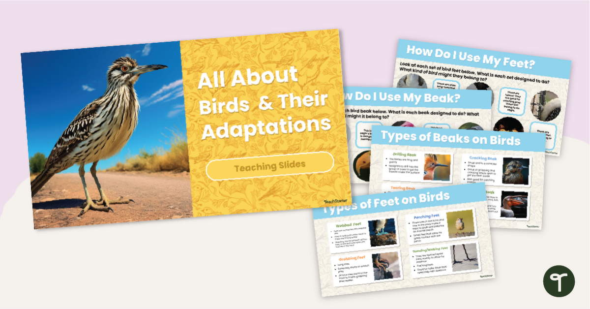Types of Bird Feet and Bird Beaks - Adaptations Lesson Slides teaching resource