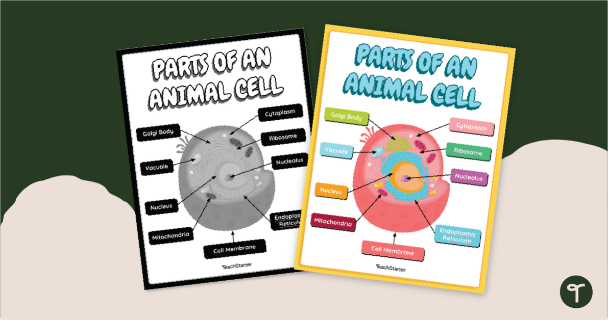 Labeled Animal Cell Model Poster teaching resource