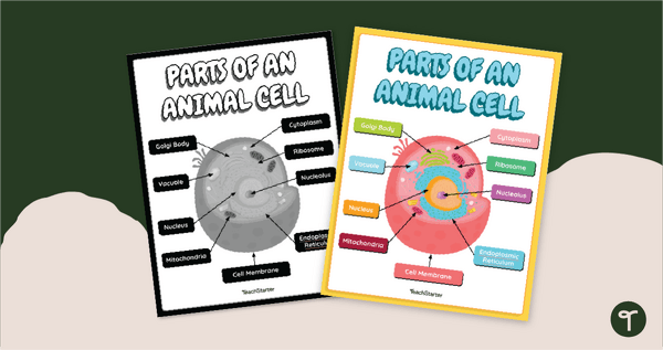 Go to Labeled Animal Cell Model Poster teaching resource